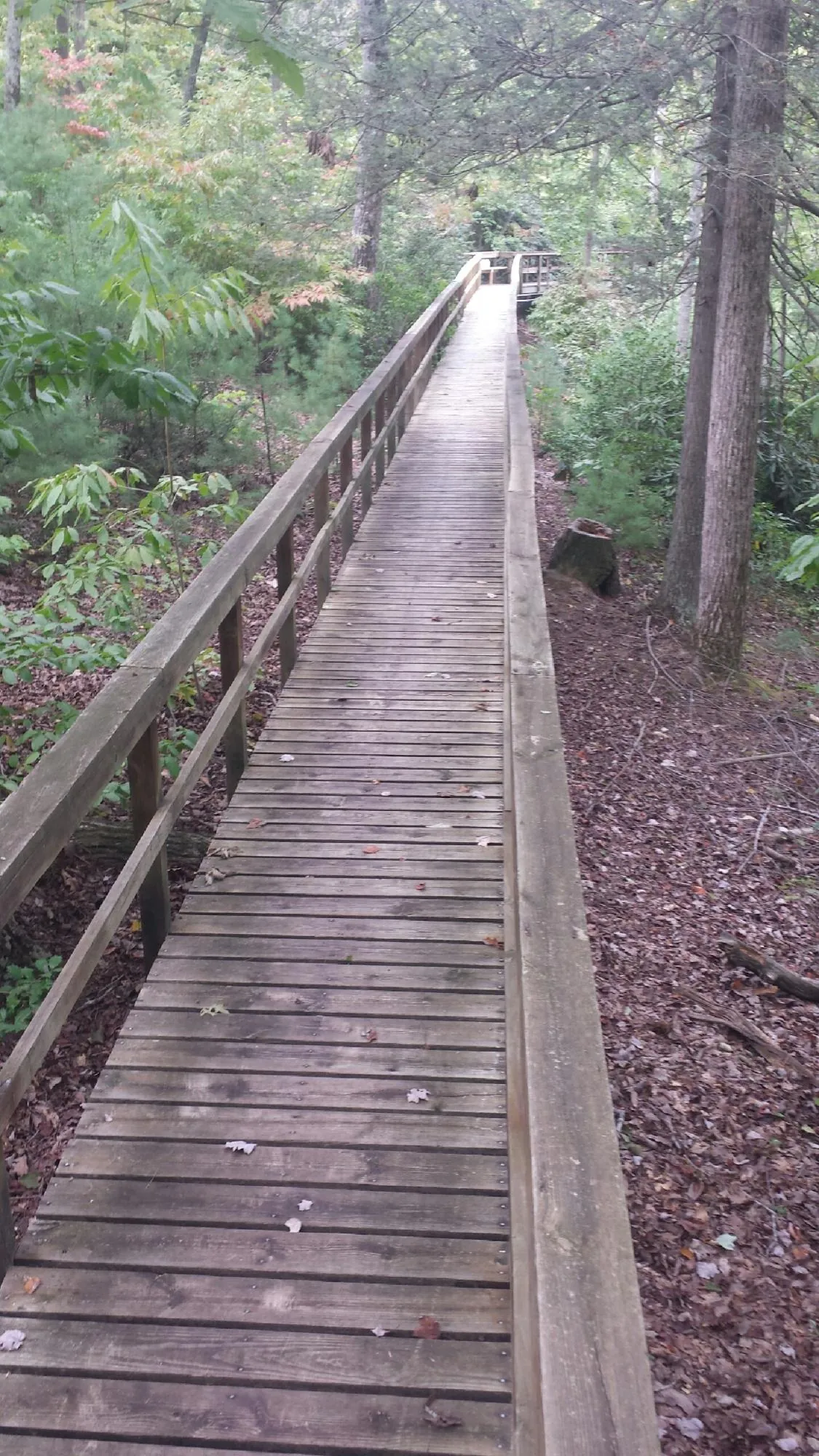 Long wood walkway with handrails built through the woods in Boyden